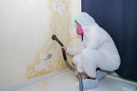 Why You Should Choose Our Mold Remediation Services in Plumsteadville, PA